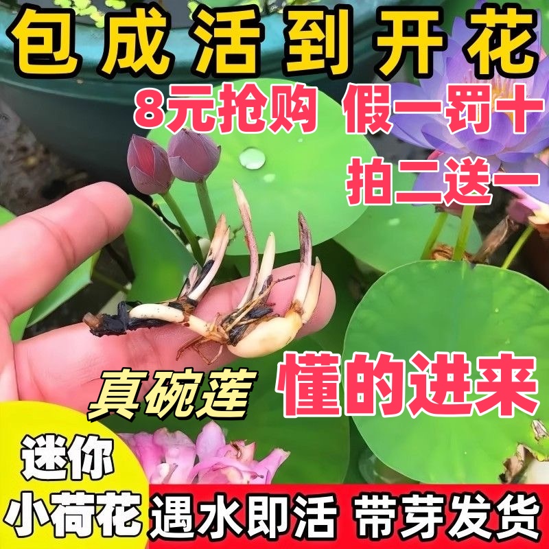 碗莲种藕荷花根茎带芽水生植物