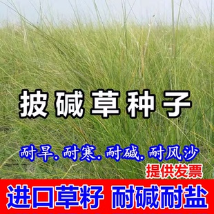 披碱草种子耐寒旱耐盐碱冰草碱蓬碱茅矿荒山边坡复绿护坡固土草籽