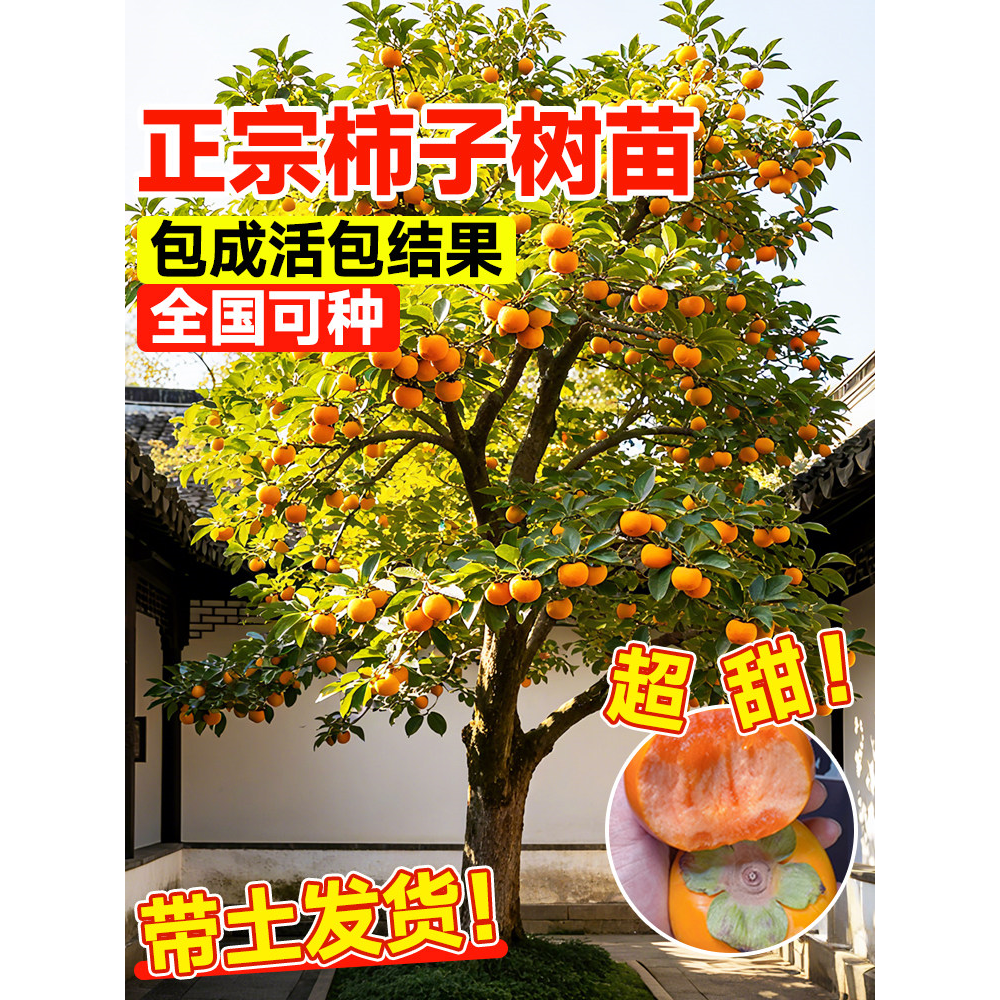 特大柿子树苗无核脆甜阳丰太秋甜柿嫁接庭院果树盆栽南北方好养活