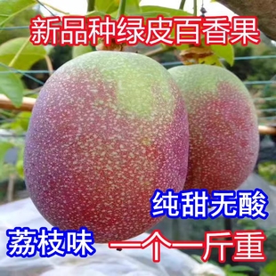 新品种百香果树苗正品嫁接绿皮百香果苗耐寒耐热南北种植四季种植