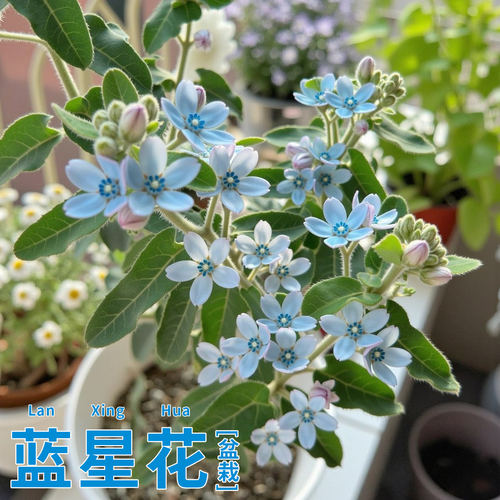 圆瓣蓝星花苗带苞天尖木鲜