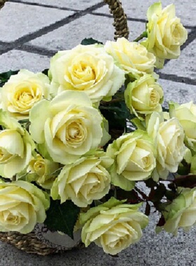 奶油龙沙 奶黄色多头勤花小玫瑰月季花苗多季勤花灌木阳台盆栽