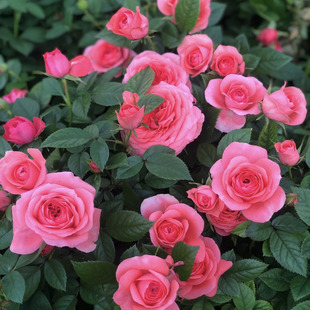 开花丰花植物 玫瑰花苗多季 大花淑女 阳台微月盆栽月季