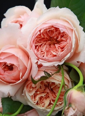 真宙 新品日月 对版 切花 灌木月季浓香杏粉色阳台庭院盆栽花卉