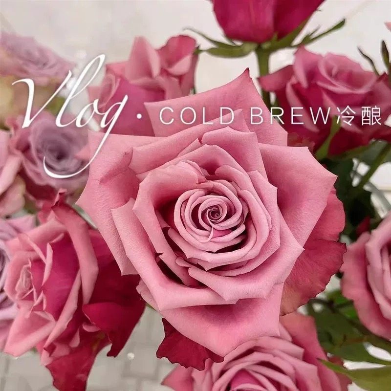 【冷酿】超新品月季花苗复古切花大花灌木勤花月季庭院阳台盆栽,鲜花速递/花卉仿真/绿植园艺,月季/蔷薇/玫瑰,淘宝优惠券,粉丝福利购,淘宝优惠卷