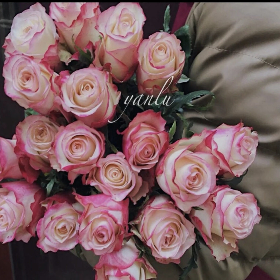 【甜蜜】新品月季玫瑰花苗 阳台盆栽植物 土球发货多季节重复开花