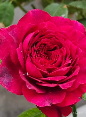 【詹尼斯】中苗月季玫瑰花苗玫红色大花多季勤花灌木抗病重瓣耐开