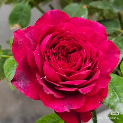 詹尼斯 ，大花浓香月季玫瑰