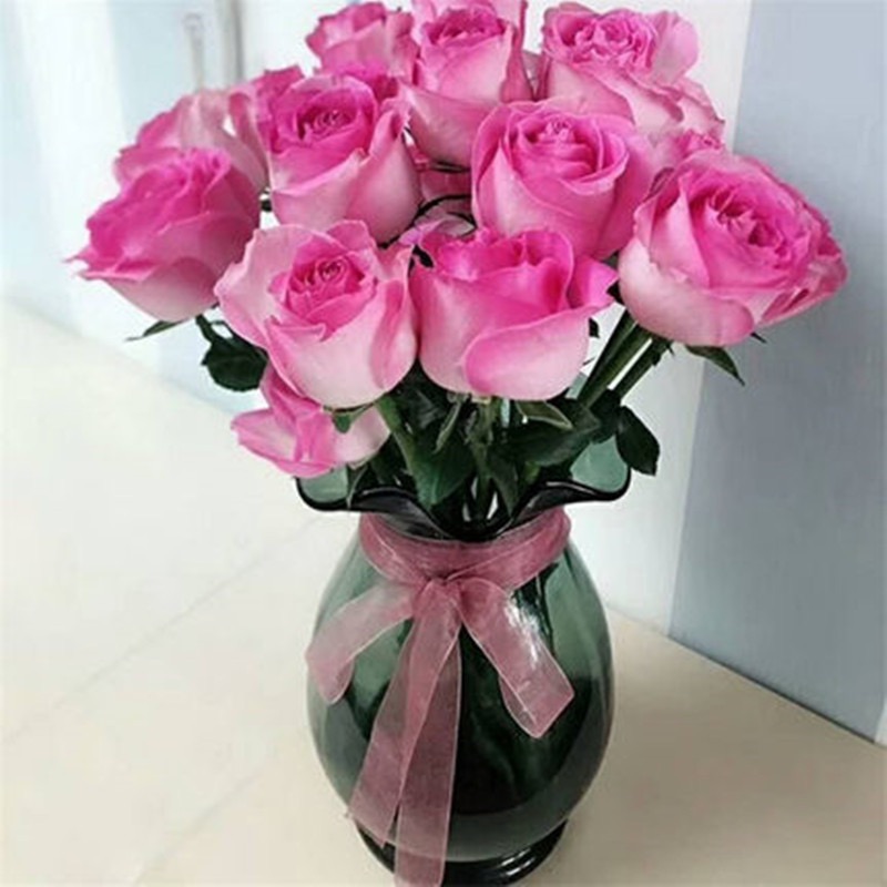 糖果雪山  月季花苗 不是鲜花 阳台盆栽植物 多季节开花玫瑰切花