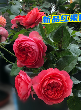 红色果汁阳台 月季花苗盆栽微月多季开花庭院大花玫瑰阳台