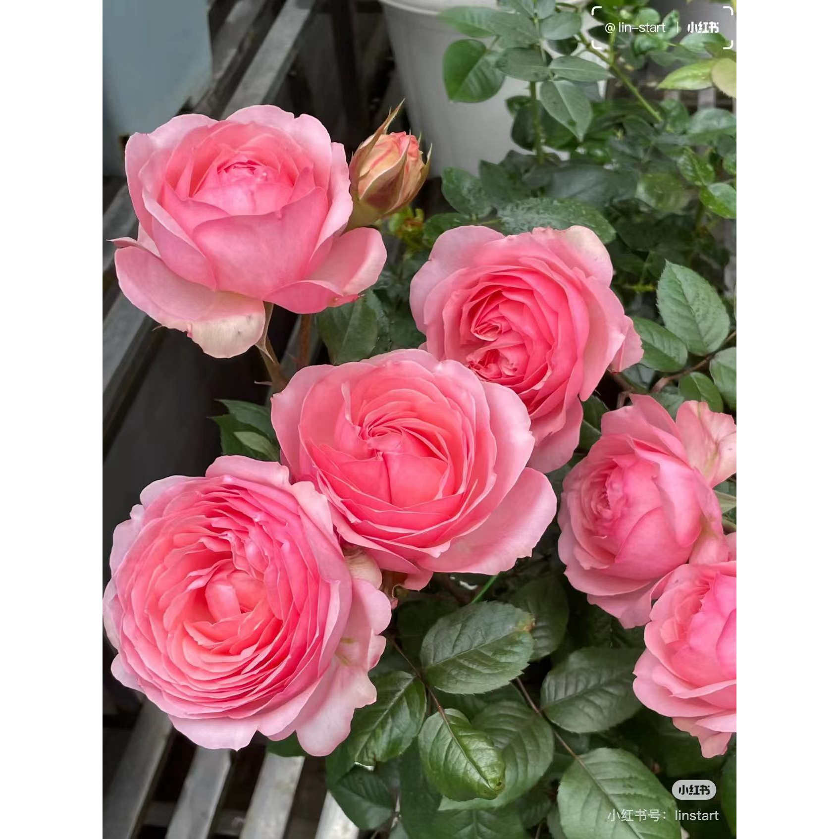 【杨玉环】 中苗粉色大花浓香月季花苗阳台盆栽植物花卉