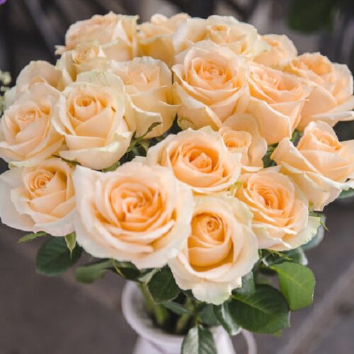 蜜桃雪山 直立月季切花玫瑰花苗灌木阳台庭院花卉植物盆栽