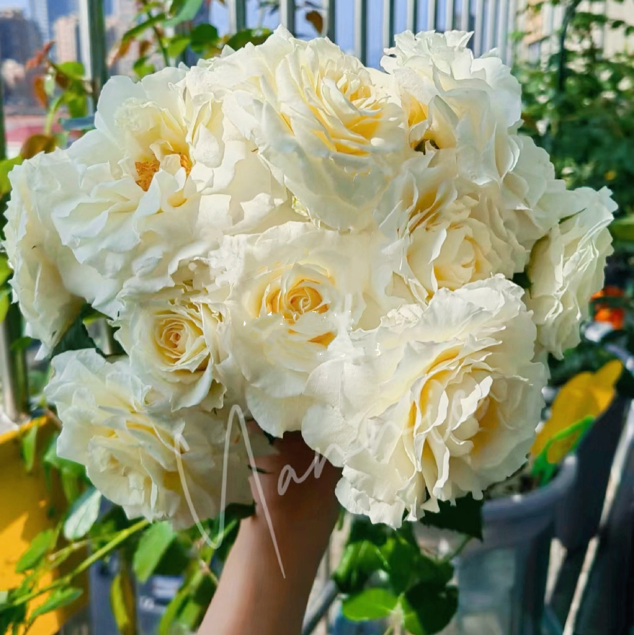 【冰淇淋阳台】带盆发货 月季玫瑰花苗 阳台盆栽植物白色大花微月
