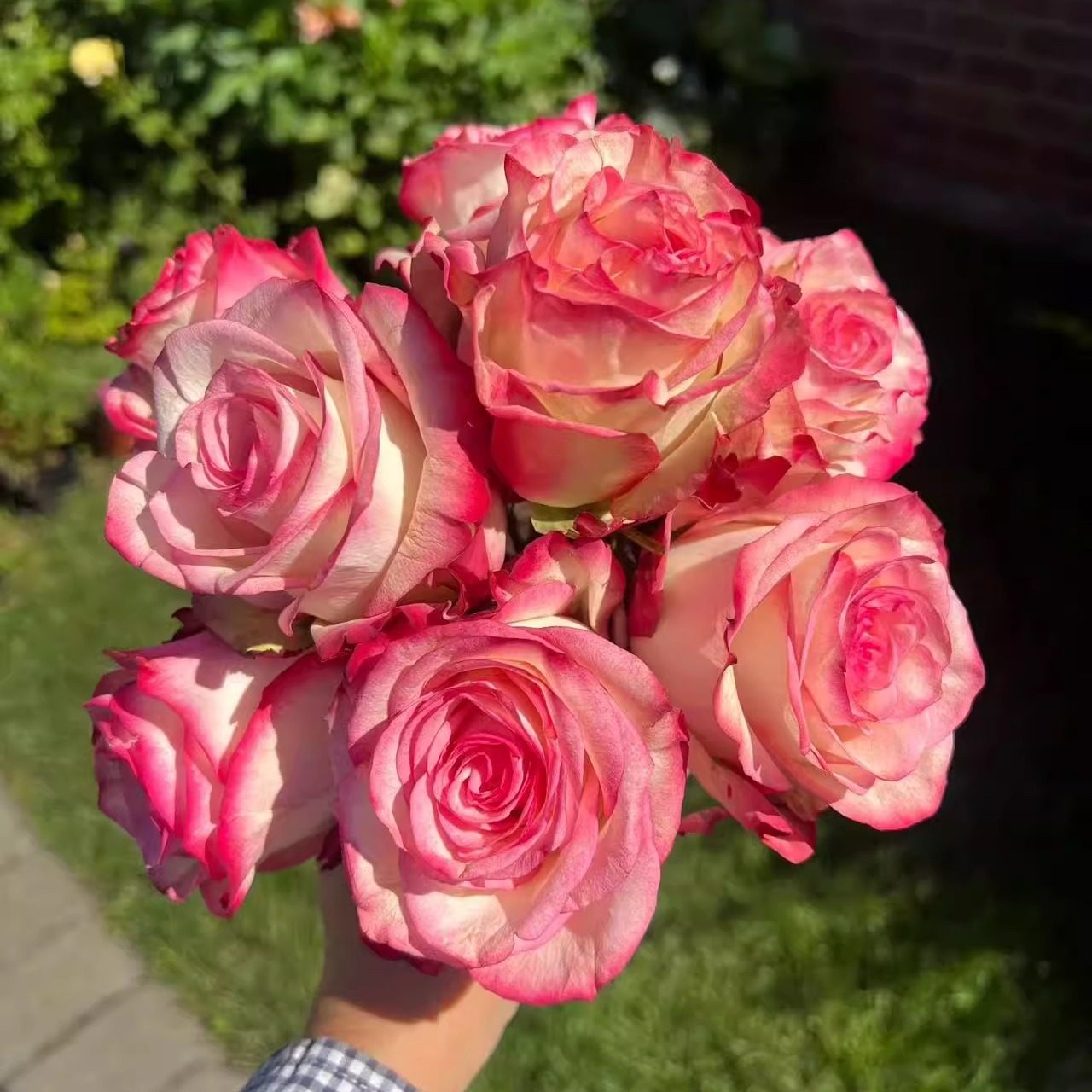 【帕洛玛】超新品月季花苗 灌木大花切花玫瑰庭院阳台盆栽多季开,鲜花速递/花卉仿真/绿植园艺,月季/蔷薇/玫瑰,淘宝优惠券,粉丝福利购,淘宝优惠卷