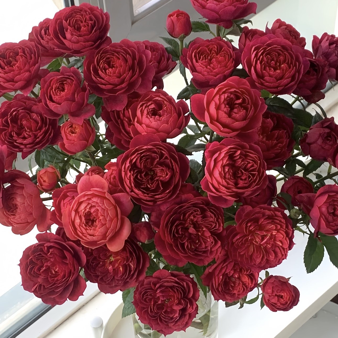 【樱桃果汁】 法拉利果汁/黑红果汁月季花苗灌木庭院阳台盆栽花卉,鲜花速递/花卉仿真/绿植园艺,月季/蔷薇/玫瑰,淘宝优惠券,粉丝福利购,淘宝优惠卷