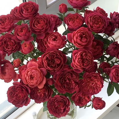 【樱桃果汁】 法拉利果汁/黑红果汁月季花苗灌木庭院阳台盆栽花卉