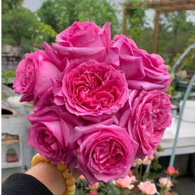 特拉方特【中苗】新品大花浓香月季玫瑰花苗四季勤花阳台盆栽