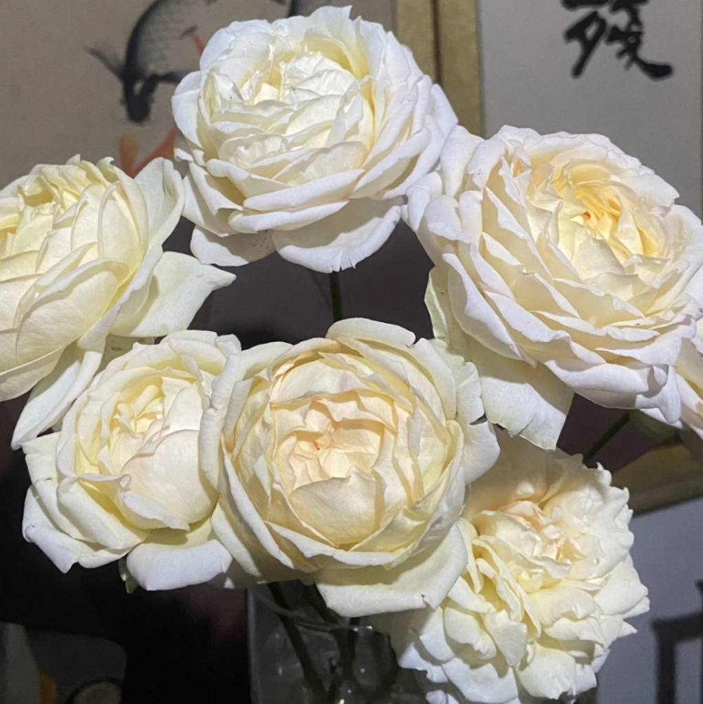 【伊芙象牙伯爵】大花浓香月季玫瑰花苗阳台庭院耐寒耐热