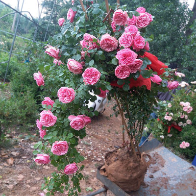 藤本月季花苗爬藤大花粉龙蔷薇