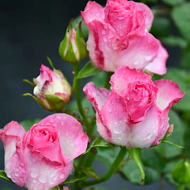 糖果雪山月季花苗开花粉玫瑰花室内阳台盆栽四季好养花卉绿植树苗