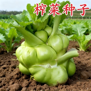 榨菜菜种子蔬菜豌豆香菜菠菜白菜生菜芹菜萝卜菜籽葱种大全四季