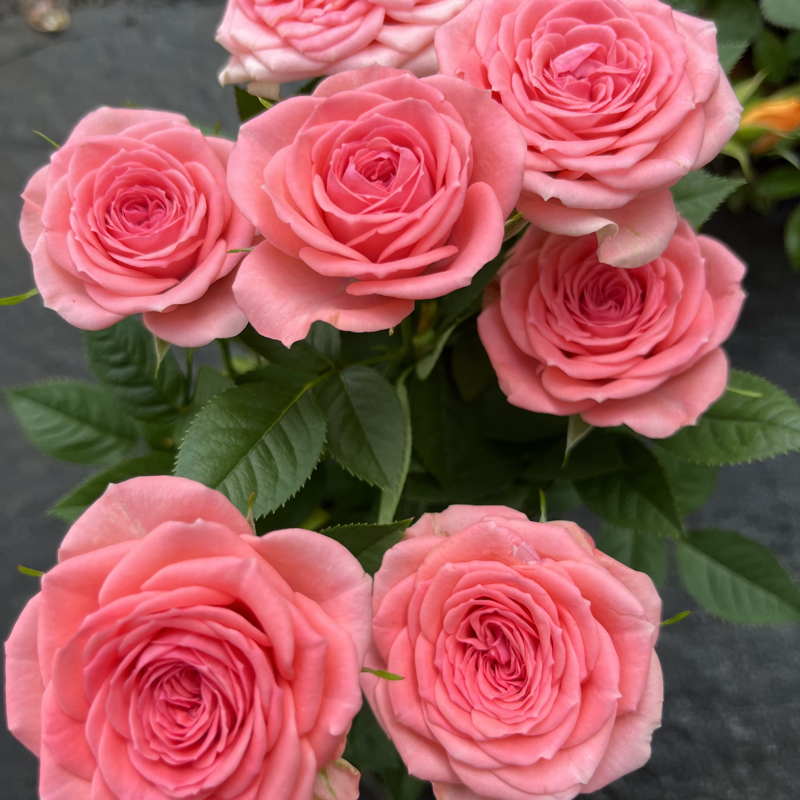 仙度瑞拉月季花苗开花粉玫瑰花室内阳台盆栽四季好养花卉绿植树苗