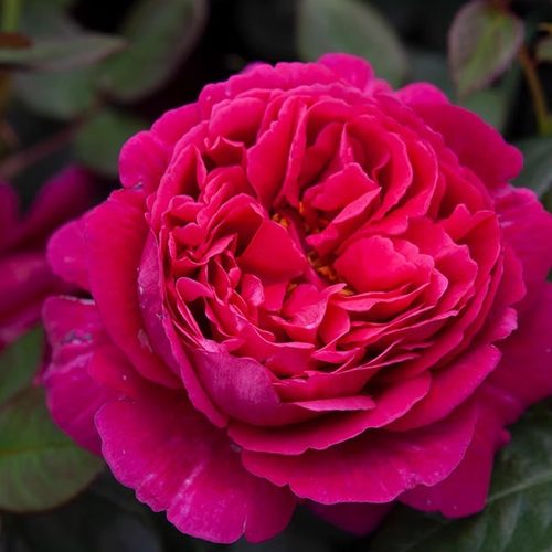 真彩230月季花苗开花大花浓香