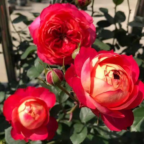 藤宝贝月季花苗爬藤大花玫瑰盆栽