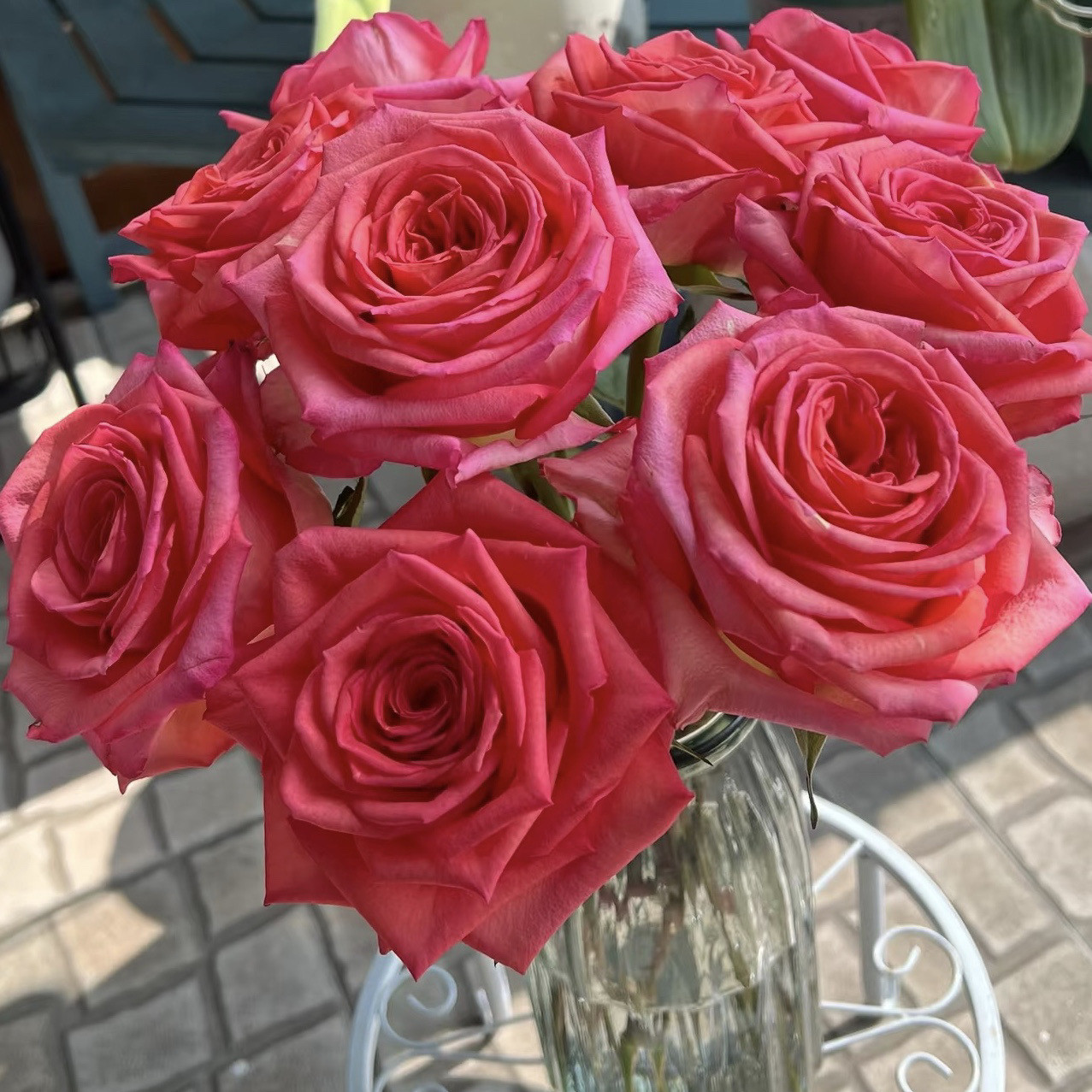 贵夫人月季花苗开花大花玫瑰室内阳台盆栽四季好养花卉绿植树苗