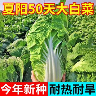 夏阳白菜种子蔬菜豌豆香菜菠菜白菜生菜芹菜萝卜菜籽葱种大全四季