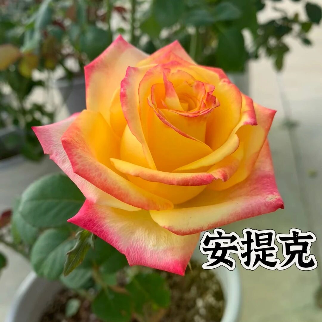 安提克月季花苗开花大花玫瑰室内阳台盆栽四季好养花卉绿植树苗
