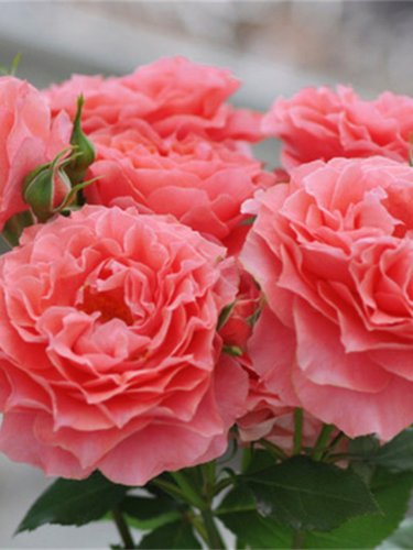 珊瑚果冻月季花苗开花大玫瑰花室内阳台盆栽四季好养花卉绿植树苗