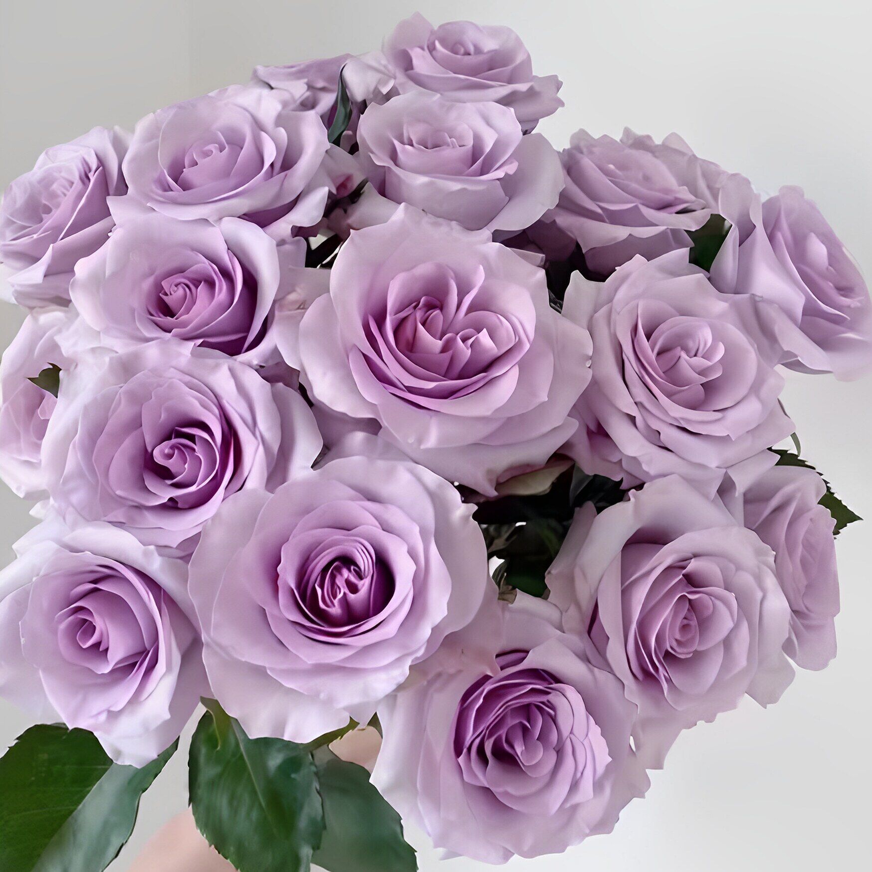 紫霞仙子月季花苗开花大花玫瑰室内阳台盆栽四季好养花卉绿植树苗