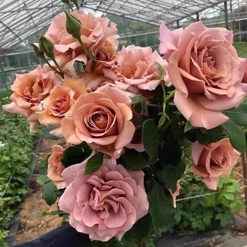 可可洛克月季每个花苗大花