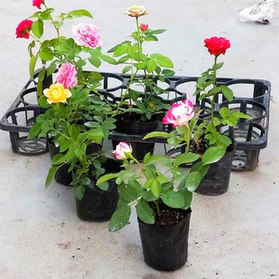 月季花苗爬藤小苗果汁阳台开花玫瑰室内盆栽四季好养花卉蔷薇绿植