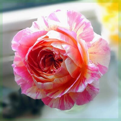 克劳德莫奈月季花苗大花浓香玫瑰