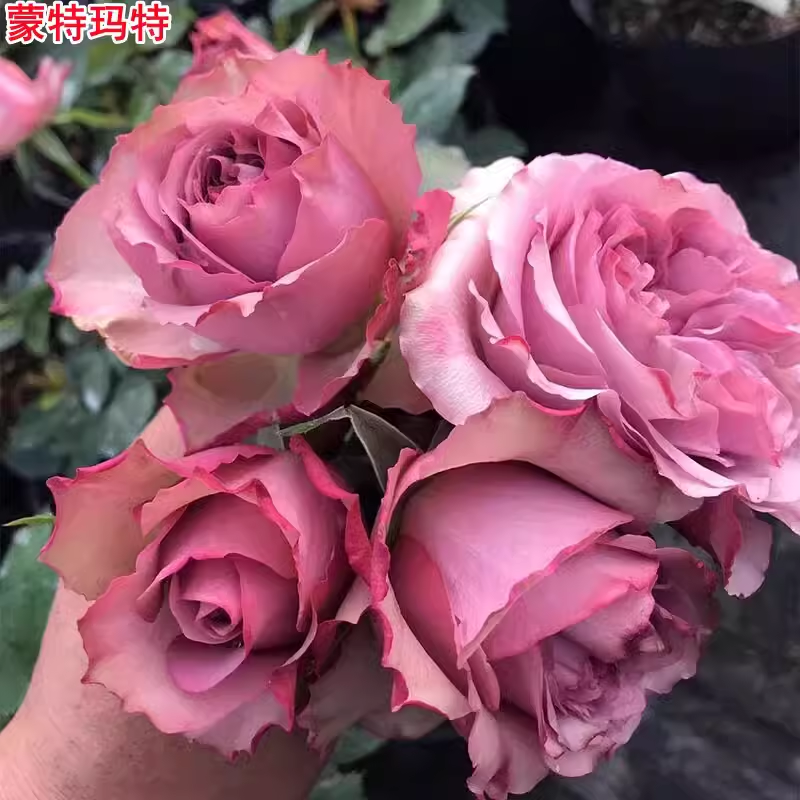 蒙特玛特月季玫瑰花苗大花