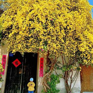 黄木香爬藤花苗红木香花树苗庭院阳台种植物耐热耐寒四季好养花卉