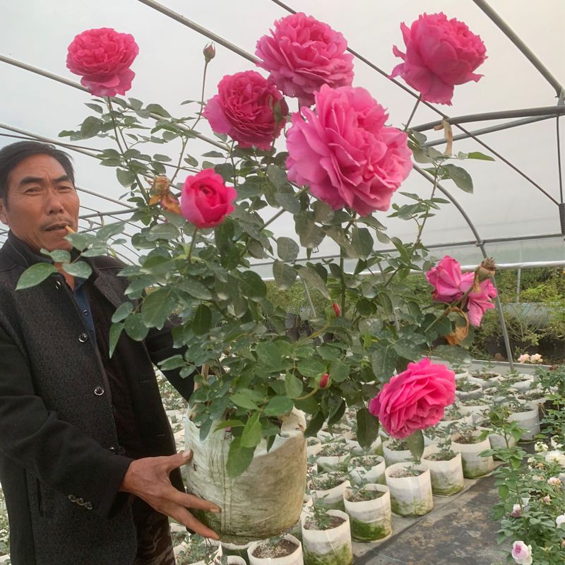 月季玫瑰花苗盆栽花卉