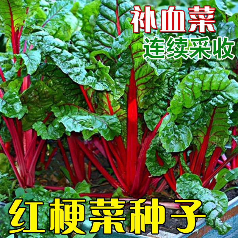 红梗菜菜种子蔬菜豌豆香菜