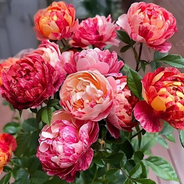 果汁飞溅月季花苗开花玫瑰花室内阳台盆栽四季好养花卉绿植树苗