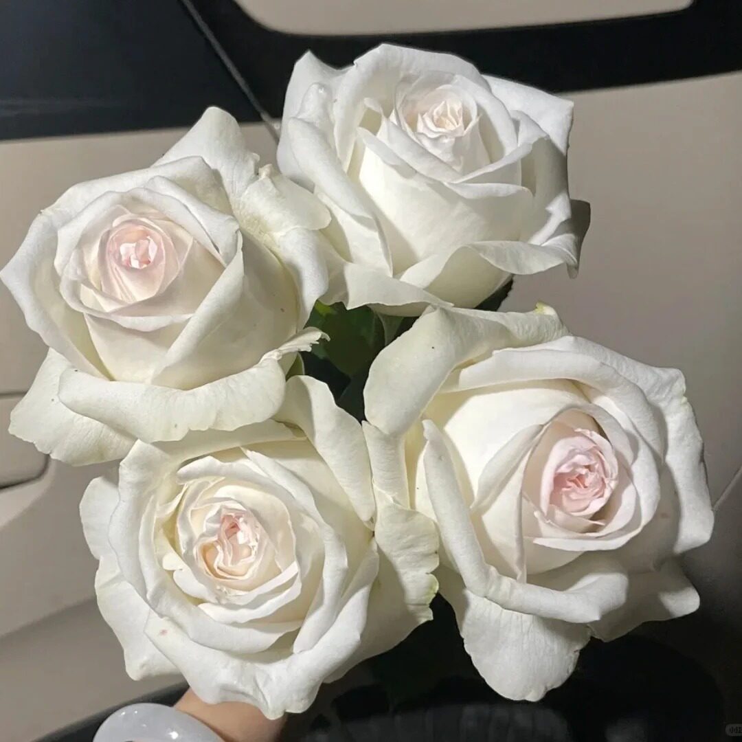 珍妮莫罗月季花苗重瓣四季开花