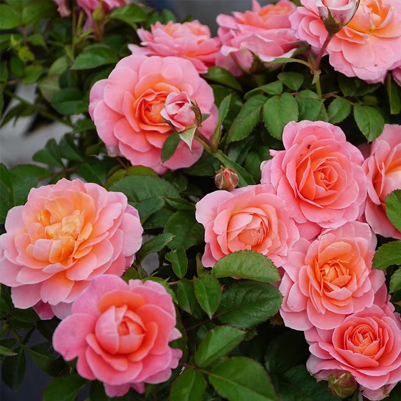 芳香王阳台月季玫瑰花苗大花浓香