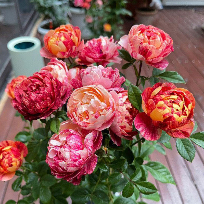 小苗果汁飞溅月季花苗玫瑰花四季盆栽开花阳台好养活爬藤花卉绿植
