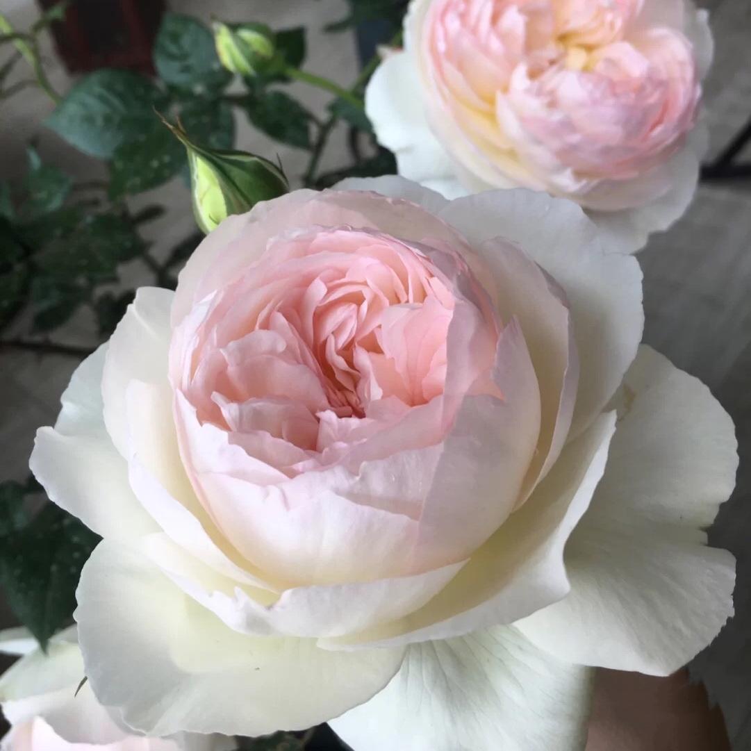 波莱罗月季玫瑰花苗大花