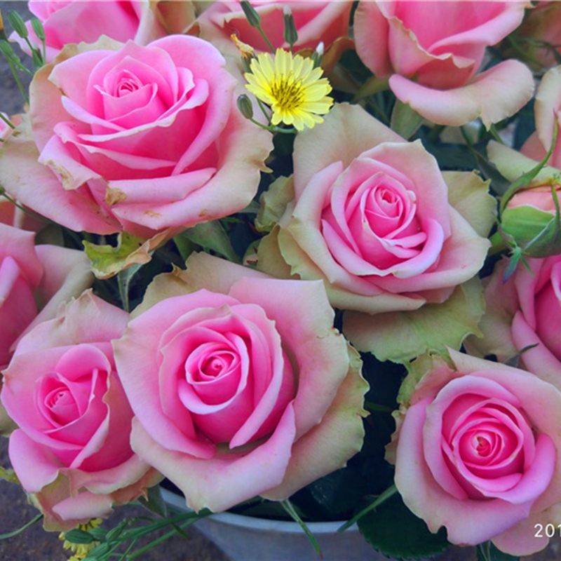 新星月季花苗切花大玫瑰花