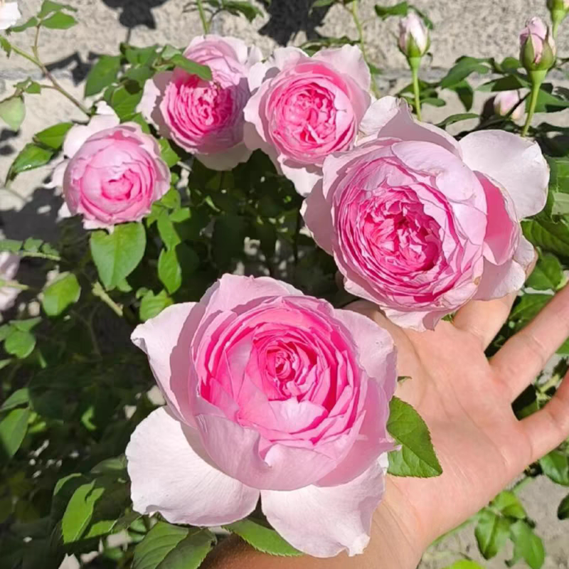玉环鸣月季花苗重瓣四季开花