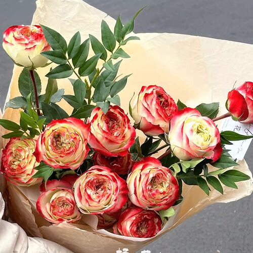 苹果杰克月季花苗开花玫瑰盆栽