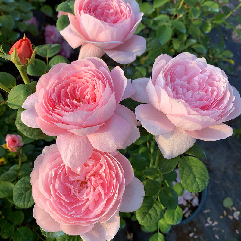 小苗瑞典女王月季花苗玫瑰花四季盆栽开花大花浓香阳台花卉绿植