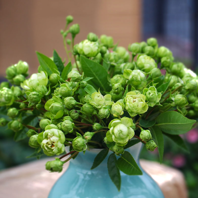 绿闪电月季花苗微月玫瑰花